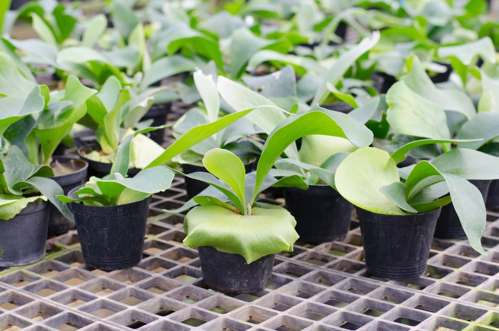 Staghorn fern seedling in pot